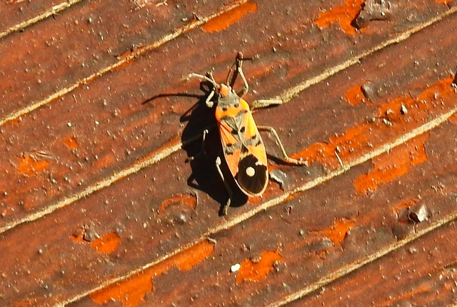Lygaeus equestris/simulans