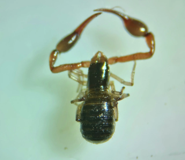 Pseudoscorpionida - Álskorpiók