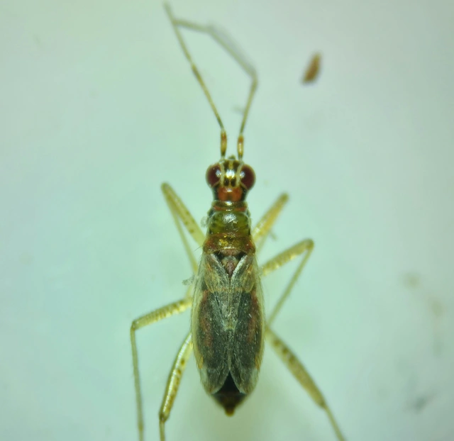 Dicyphus