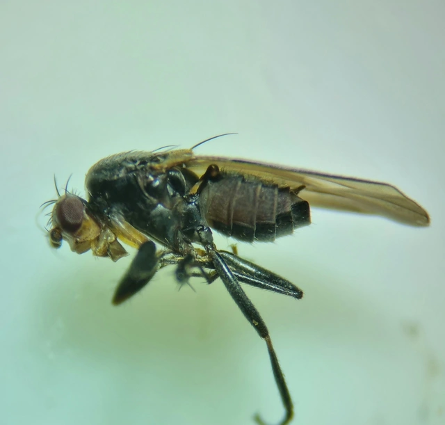 Sphaeroceridae - trágyalegyek
