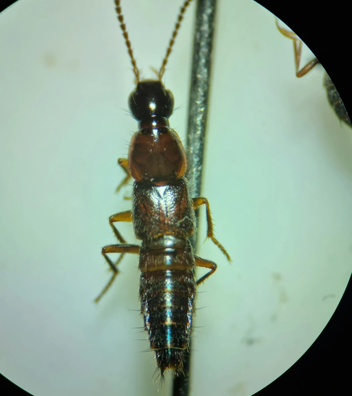 Quedius limbatus - közönséges mohaholyva