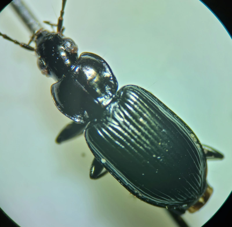 Agonum viduum - érces kisfutó