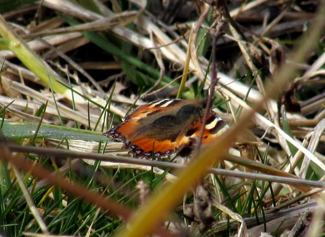 Nymphalis urticae - kis rókalepke Nymphalis urticae - kis rókalepke