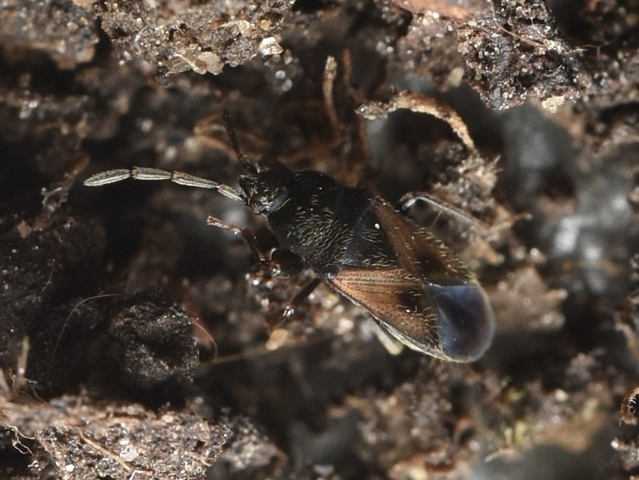 Tropistethus holosericus - törpebodobács