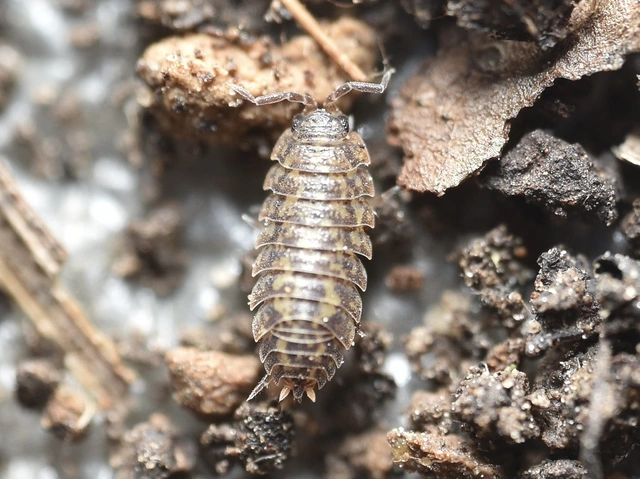 Isopoda - Ászkarákok