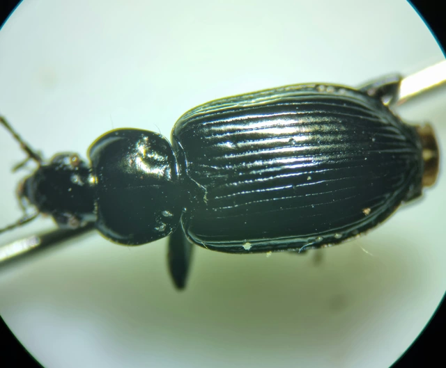 Agonum viduum - érces kisfutó Agonum viduum - érces kisfutó
