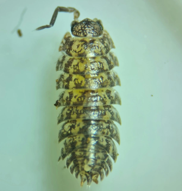 Isopoda - Ászkarákok