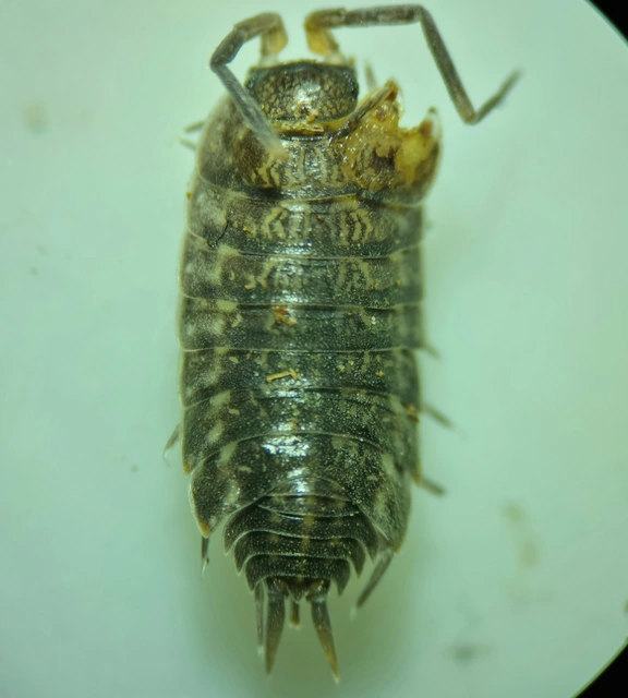 Isopoda - Ászkarákok