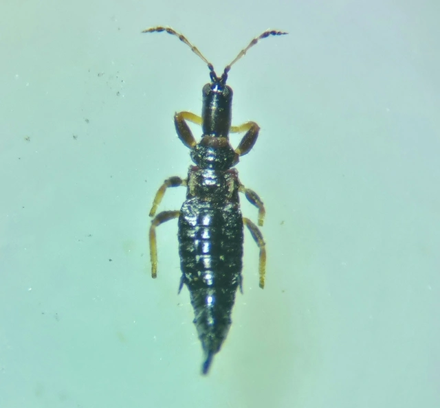 tripszek (Thysanoptera)