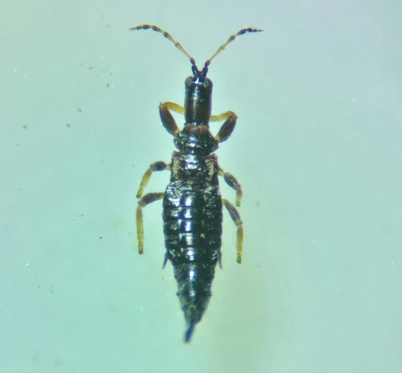 Thysanoptera - Tripszek