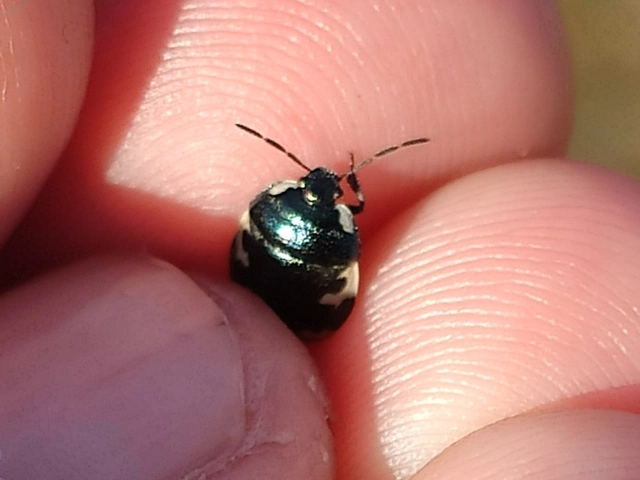 Tritomegas bicolor - foltos földipoloska