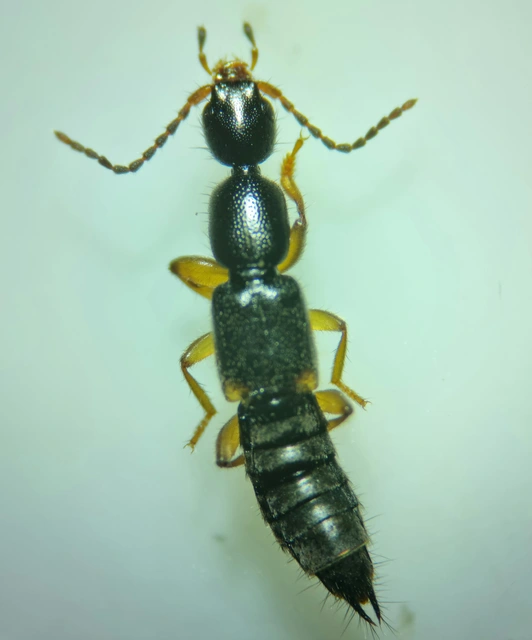 Tetartopeus terminatus - lápi mocsárholyva