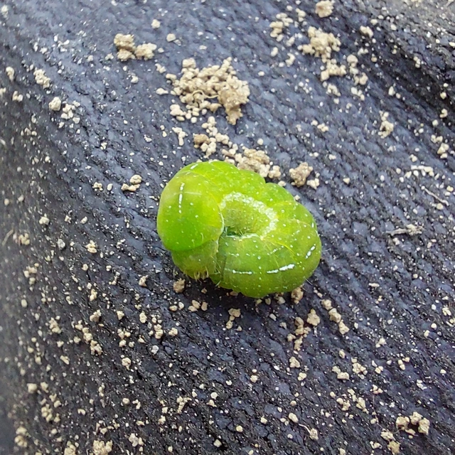 Phlogophora meticulosa - vándorló csipkésbagoly