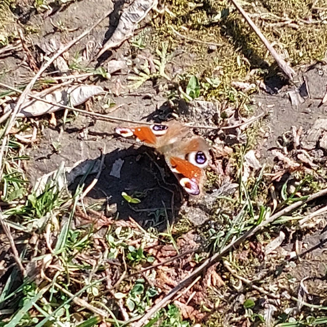 Nymphalis io - nappali pávaszem