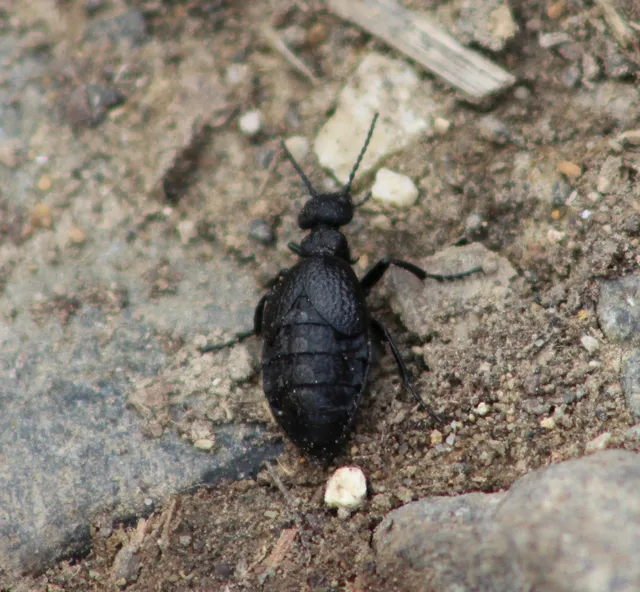 Meloe rugosus - ráncos nünüke