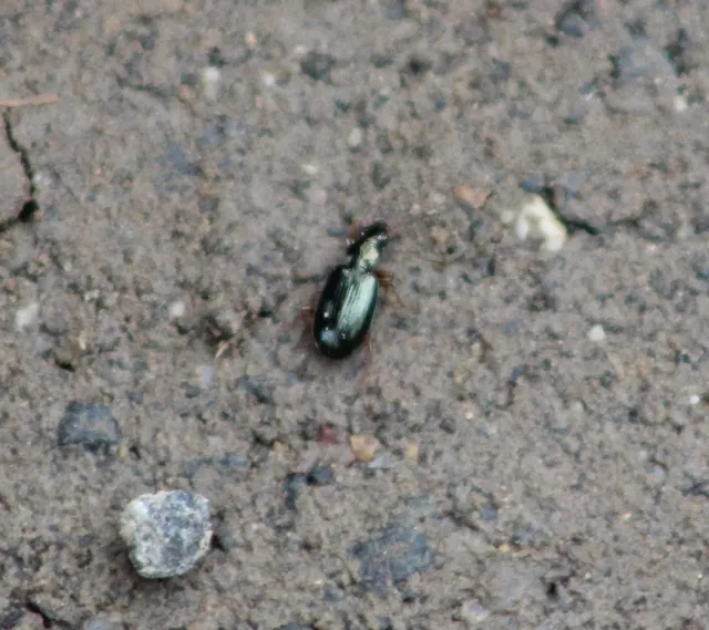 Bembidion