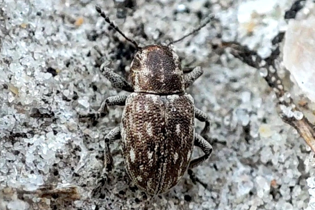 Pachnephorus pilosus