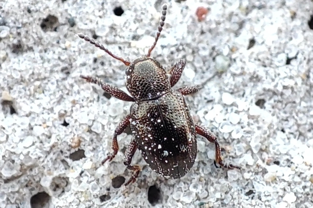 Pachnephorus villosus - közönséges fövenylevelész