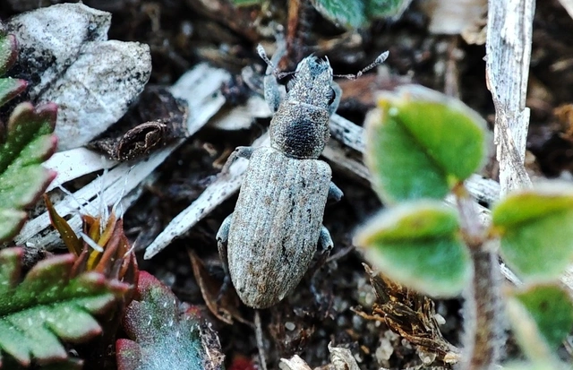 Sitona callosus - szempillás csipkézőbogár
