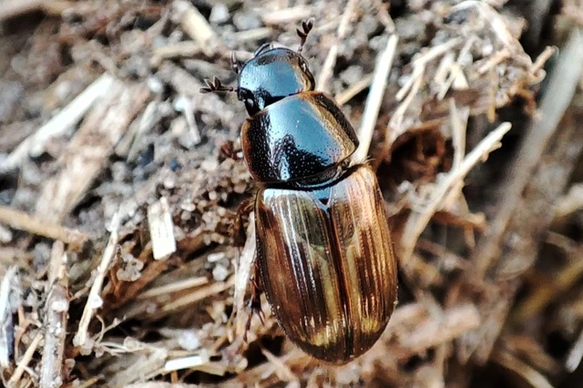 Aphodius prodromus - sárgalábú trágyabogár