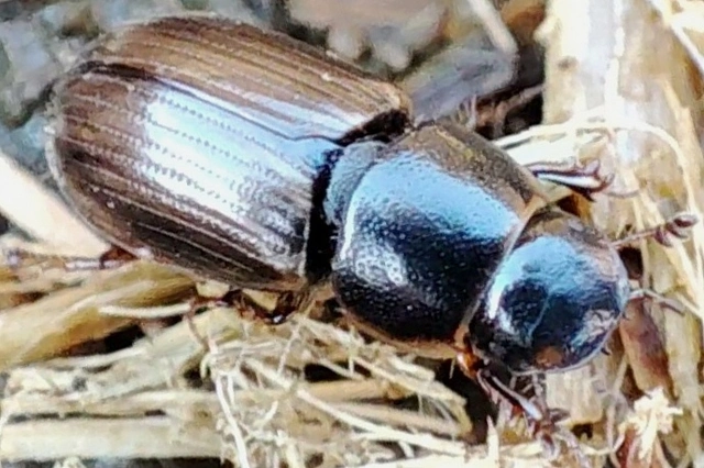 Melinopterus consputus Melinopterus consputus