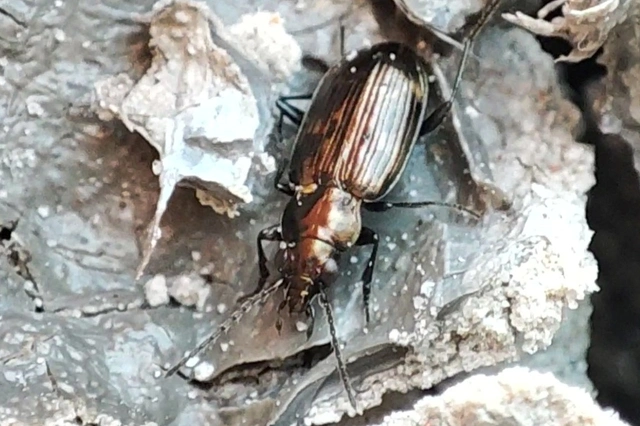 Bembidion dentellum - sárgaszalagos gyorsfutó