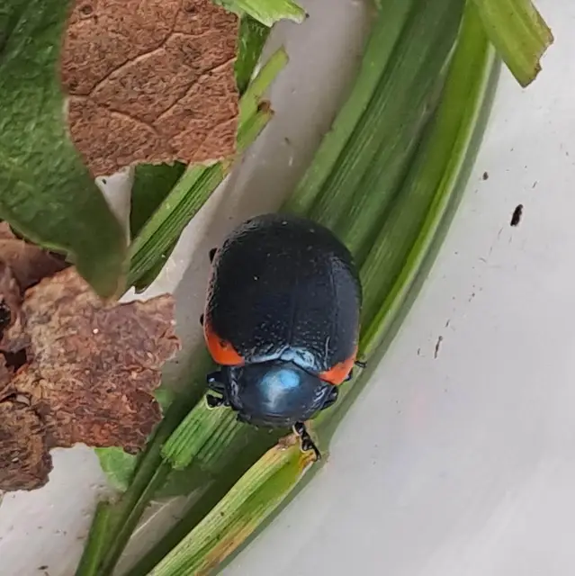 Chrysolina rossia - trapézhátú szegélyeslevelész
