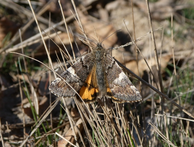 Archiearis parthenias - nagy nappaliaraszoló