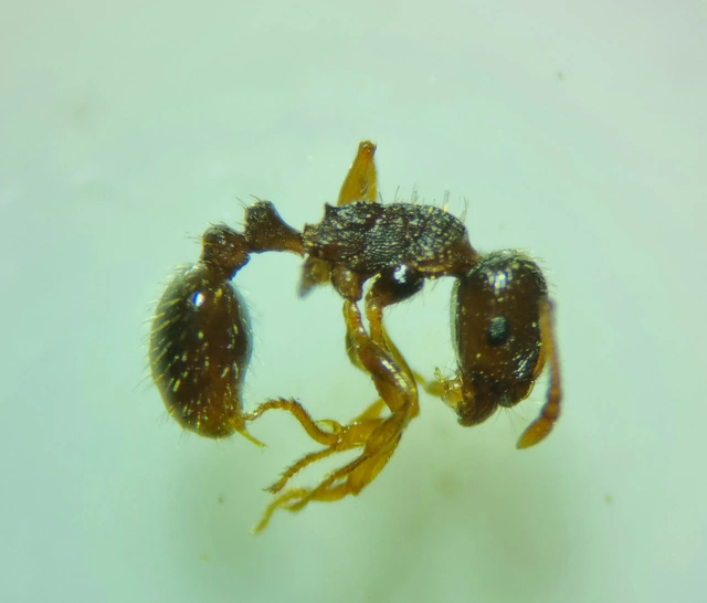Tetramorium