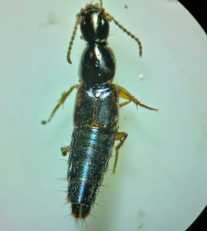 Quedius nemoralis - foltosszárnyú mohaholyva