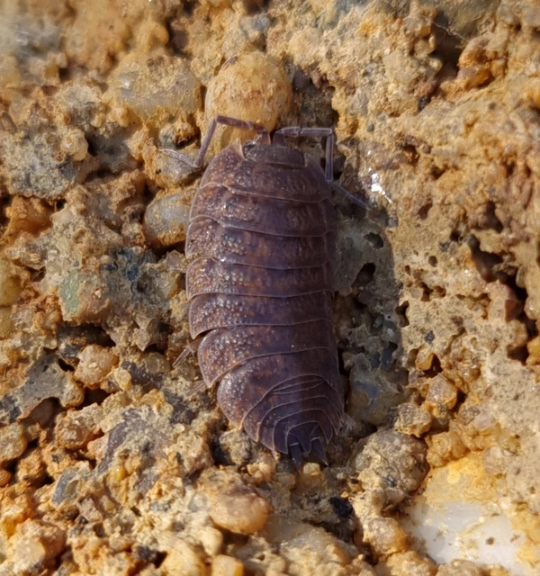 Isopoda - Ászkarákok