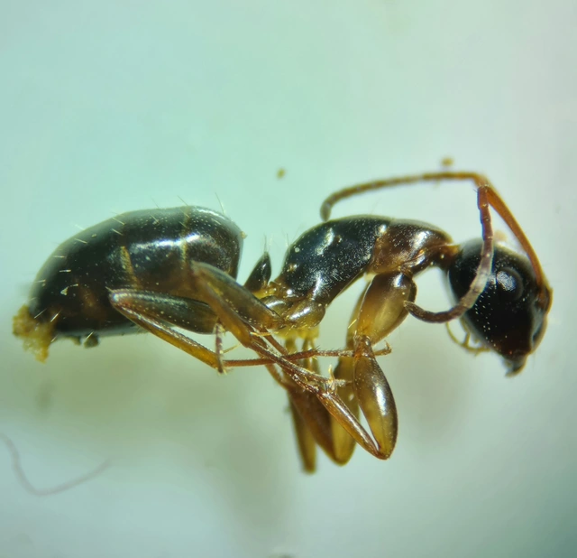 Camponotus fallax - ligeti lóhangya