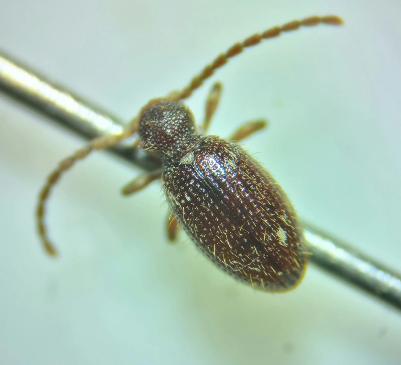 Ptinus calcaratus - krétaszőrű tolvajbogár