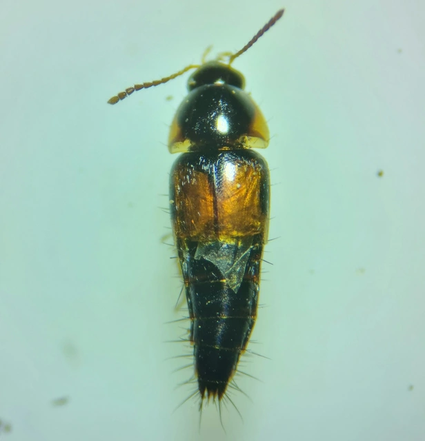 Tachyporus hypnorum - közönséges kószaholyva