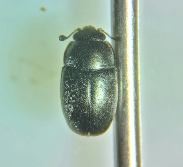 Meligethinae Meligethinae