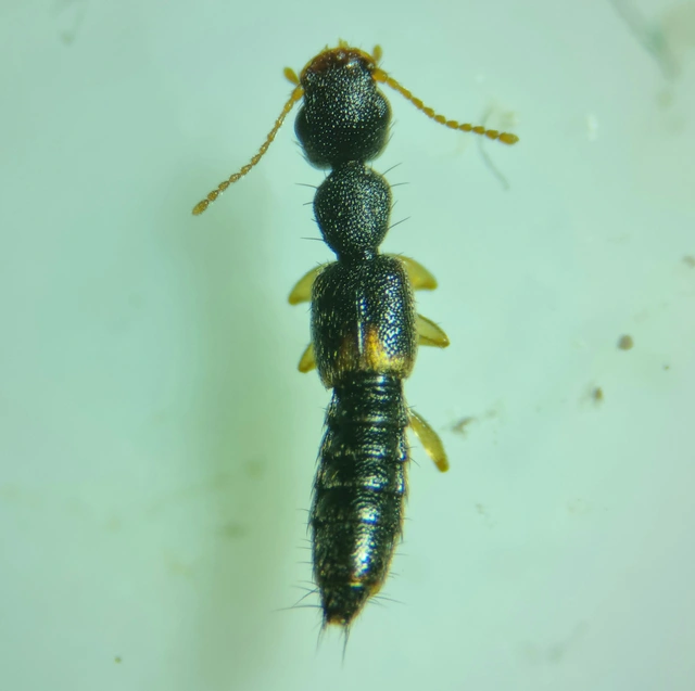 Astenus lyonessius - közönséges köviholyva