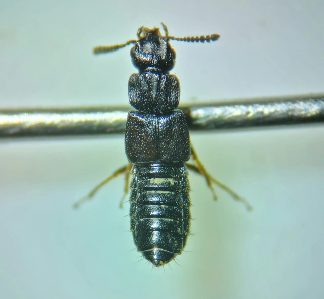 Anotylus hybridus - erdei korhóholyva Anotylus hybridus - erdei korhóholyva