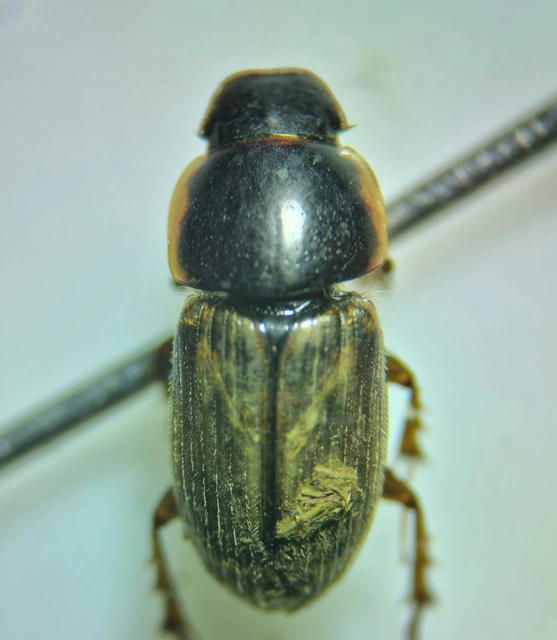 Aphodius prodromus - sárgalábú trágyabogár