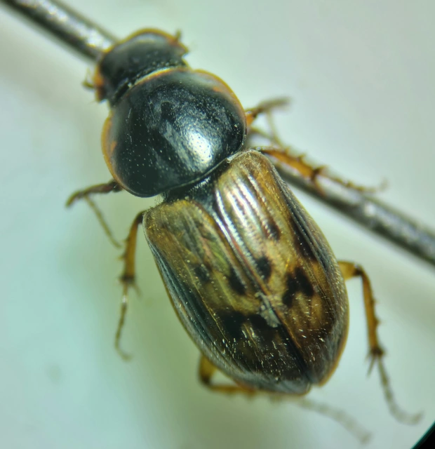 Aphodius obliteratus - sötétjegyű trágyabogár