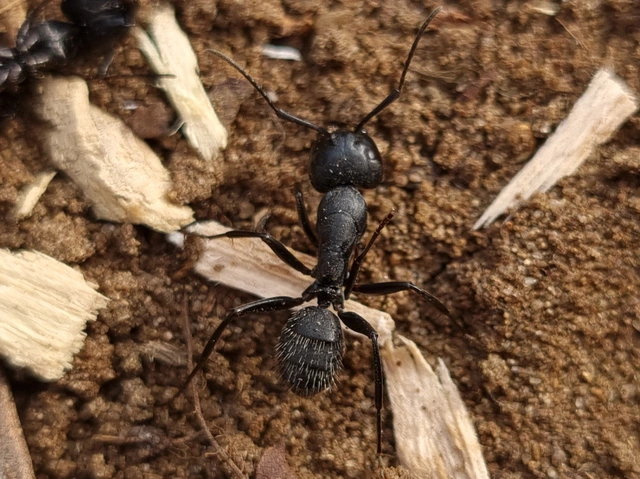 Camponotus vagus - fekete lóhangya