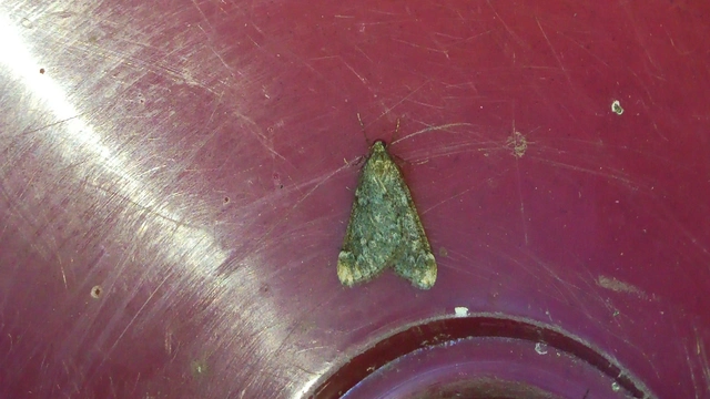 Alsophila aescularia - vadgesztenye-araszoló