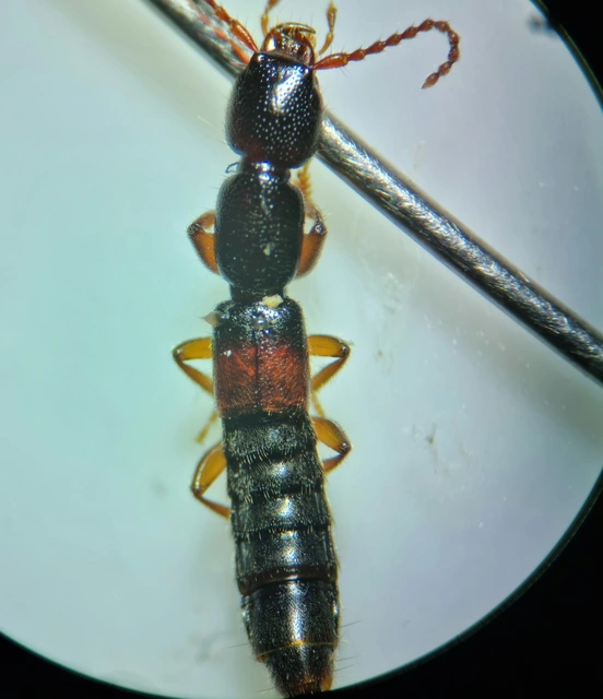 Lathrobium