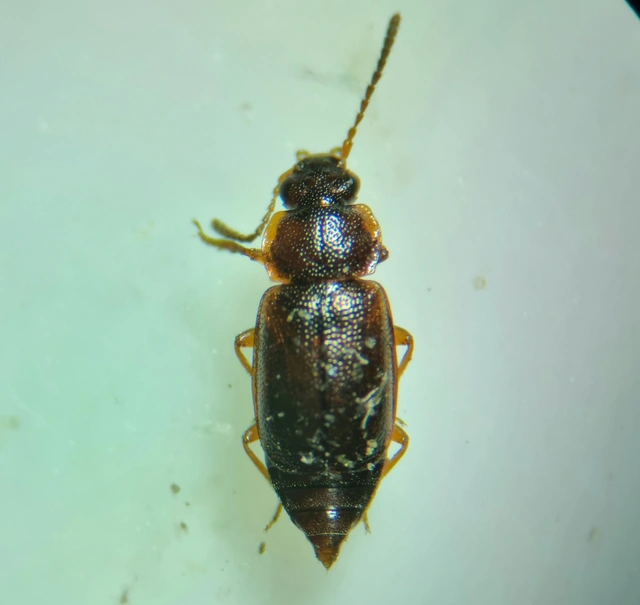 Anthobium atrocephalum - feketésfejű felemásholyva