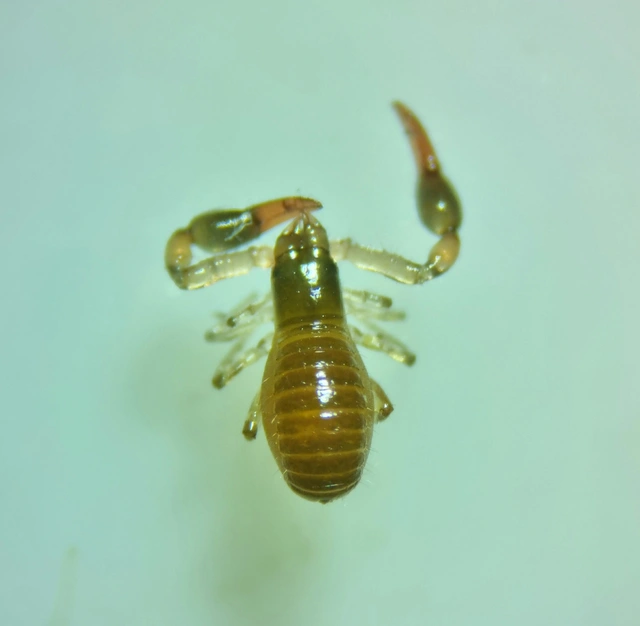 Pseudoscorpionida - Álskorpiók