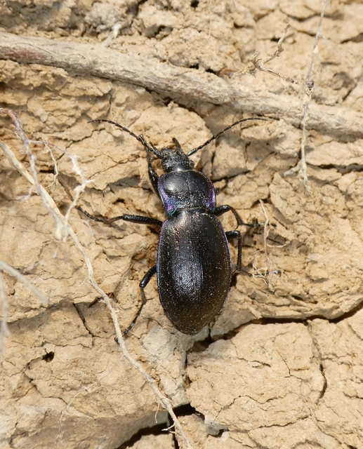 Carabus nemoralis - ligeti futrinka