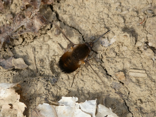 Bombylius discolor - feketefarú pöszörlégy
