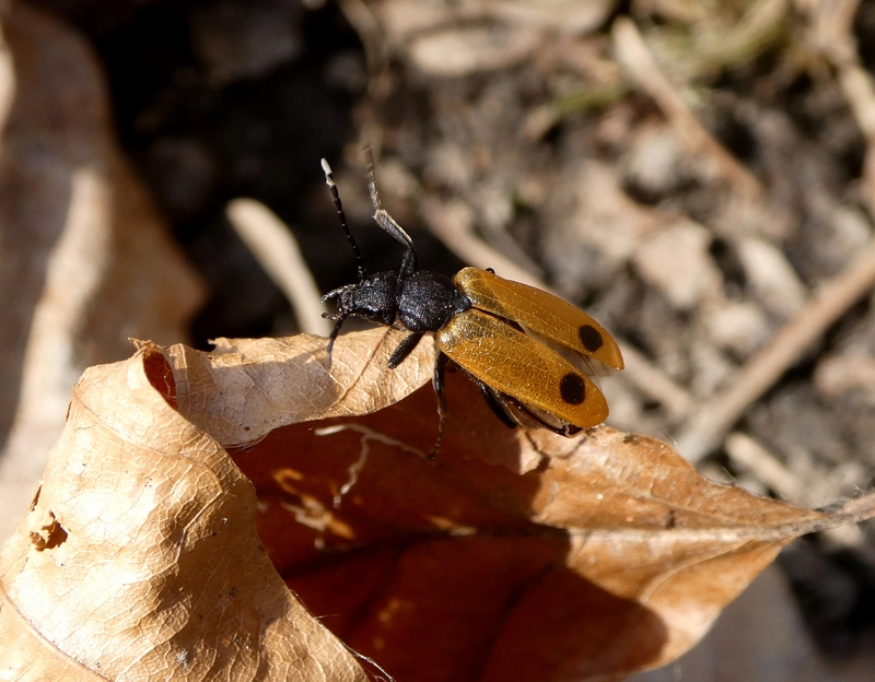 Apalus bimaculatus - kétfoltos élősdibogár