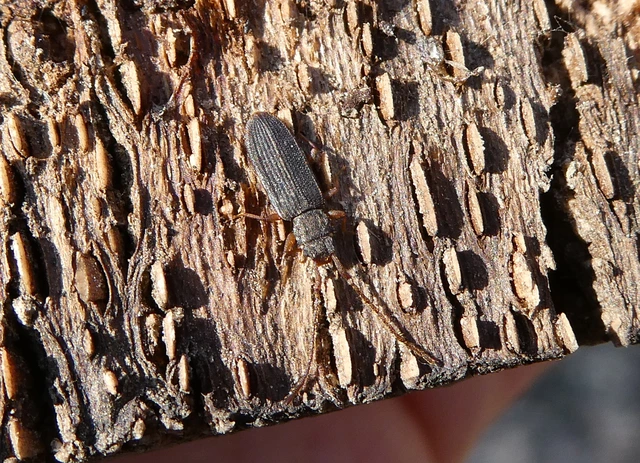 Uleiota planatus - hosszúcsápú fogasnyakú-lapbogár