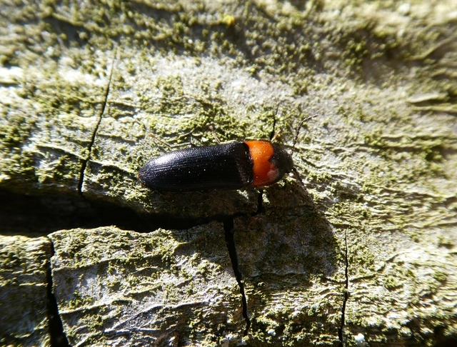 Ampedus sinuatus - felemásnyakú pattanó
