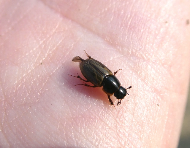 Aphodius prodromus - sárgalábú trágyabogár